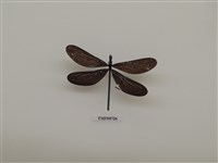 藏品(白痣珈蟌)的圖片